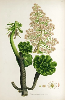 Botanical illustration Sempervivum arboreum Botanical illustration Sempervivum arboreum