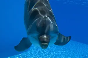 Bottlenose Dolphin Pictures Prints: Bottlenose Dolphin