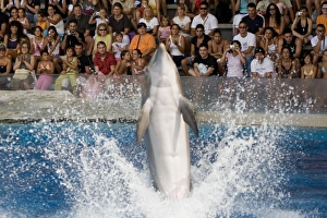 Bottlenose Dolphin amusing the crowd with a tail dance Bottlenose Dolphin amusing the crowd with a tail dance