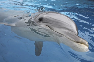 Bottlenose Dolphin - appearing just above surface Bottlenose Dolphin - appearing just above surface