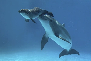 Bottlenose Dolphin - Baby/Calf dolphin being nudged Bottlenose Dolphin - Baby/Calf dolphin being nudged