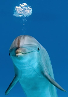 Bottlenose dolphin - blowing air bubble Bottlenose dolphin - blowing air bubble