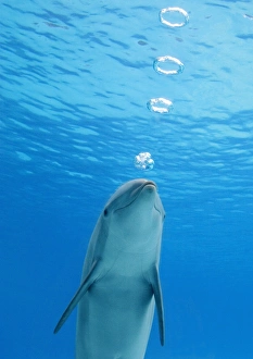 Bottlenose Dolphin - blowing air rings underwater Bottlenose Dolphin - blowing air rings underwater