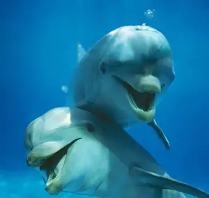 Tursiops Truncatus Prints: Bottlenose DOLPHIN - two facing camera