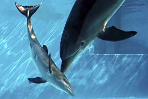 Bottlenose Dolphin - Female (Mother) communicating Bottlenose Dolphin - Female (Mother) communicating