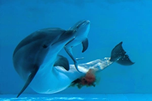 Bottlenose Dolphin - giving birth - showing new-born Bottlenose Dolphin - giving birth - showing new-born