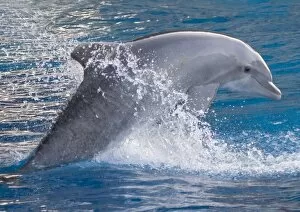 Images Dated 10th October 2005: Bottlenose dolphin - jumping out of the water