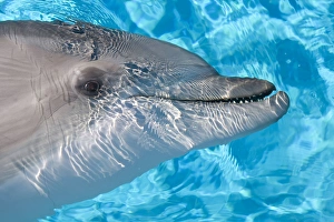 Bottlenose Dolphin - Just beneath water Bottlenose Dolphin - Just beneath water