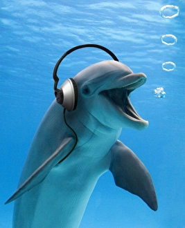 Bottlenose Dolphin - listening to music with headphones Bottlenose Dolphin - listening to music with headphones