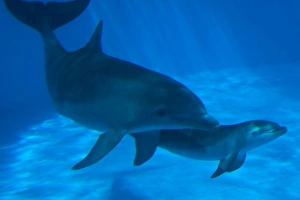 Bottlenose Dolphin - mother and newborn baby / Bottlenose Dolphin - mother and newborn baby /