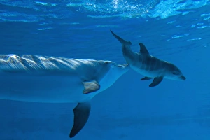 Bottlenose Dolphin - mother is stimulating her Bottlenose Dolphin - mother is stimulating her