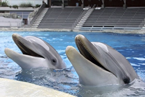 Bottlenose Dolphin - two with mouths open above surface Bottlenose Dolphin - two with mouths open above surface