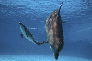 Bottlenose Dolphin - Newborn Bab y Calf whistling Bottlenose Dolphin - Newborn Bab y Calf whistling