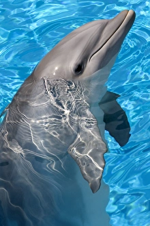 Bottlenose Dolphin - With nose out of the water Bottlenose Dolphin - With nose out of the water