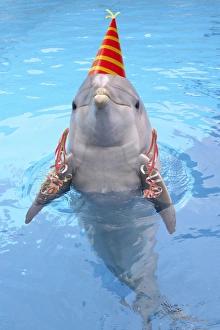 Bottlenose dolphin - with party hat & streamers Bottlenose dolphin - with party hat & streamers
