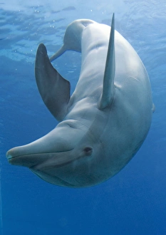 Bottlenose dolphin - playing underwater Bottlenose dolphin - playing underwater