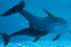 Bottlenose Dolphin - recently born calf and mother Bottlenose Dolphin - recently born calf and mother