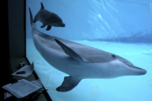 Bottlenose Dolphin - Research of birth and Newborn Bottlenose Dolphin - Research of birth and Newborn