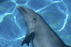 Bottlenose Dolphin - Resting underwater Bottlenose Dolphin - Resting underwater