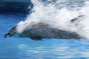 Bottlenose Dolphin - Swimming at speed through water Bottlenose Dolphin - Swimming at speed through water