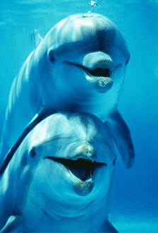 Bottlenose DOLPHIN - two, facing, one on top of the other Bottlenose DOLPHIN - two, facing, one on top of the other