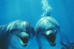 Tursiops Truncatus Images Prints: Bottlenose Dolphin - two, smiling