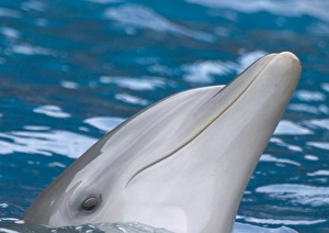 Bottlenose dolphin - at water surface, close-up of face Bottlenose dolphin - at water surface, close-up of face