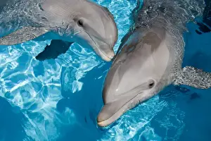 Marine Wildlife Photography Prints: Bottlenose Dolphins - 2 together