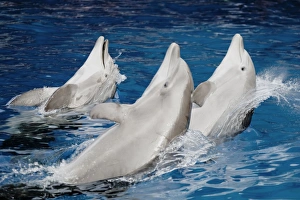 Bottlenose dolphins - 3 together swimming backwards Bottlenose dolphins - 3 together swimming backwards