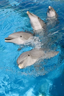 Bottlenose Dolphins - 4 together with noses out of the water Bottlenose Dolphins - 4 together with noses out of the water