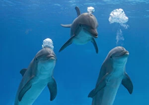 Images Dated 13th October 2005: Bottlenose dolphins - blowing air bubbles underwater