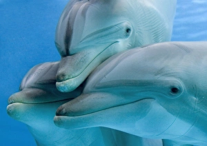 Bottlenose dolphins - three close-up of heads underwater Bottlenose dolphins - three close-up of heads underwater