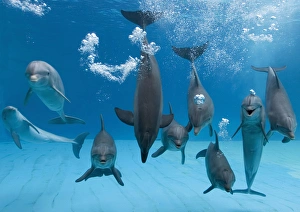 Bottlenose dolphins - dancing and blowing air underwater Bottlenose dolphins - dancing and blowing air underwater