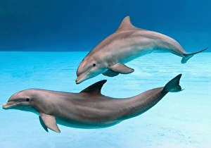 Bottlenose dolphins - dancing underwater Bottlenose dolphins - dancing underwater
