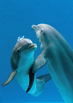 Bottlenose dolphins - pair dancing underwater Bottlenose dolphins - pair dancing underwater