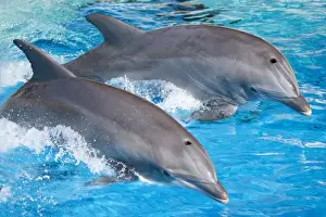 Tursiops Truncatus Behavior Prints: Bottlenose Dolphins - Tail dancing