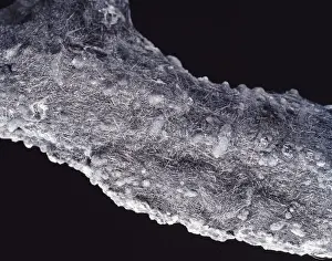 Boulangerite Print - Lead Antimony Sulphide Specimen