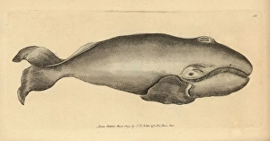 Bowhead whale, Balaena mysticetus Endangered species Bowhead whale, Balaena mysticetus Endangered species