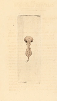 Brachionus galeatus, species of planktonic rotifer Brachionus galeatus, species of planktonic rotifer