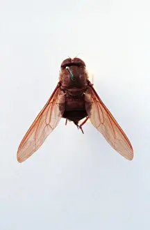 Entomology Images Prints: Brachycerous fly