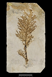 Brachyphyllum princeps, fossil plant Brachyphyllum princeps, fossil plant