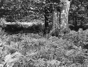 English Forest Scenery Prints: BRACKEN