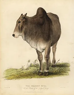 Brahma breed of zebu cattle, Bos taurus indicus Brahma breed of zebu cattle, Bos taurus indicus