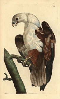 Brahminy kite or Coromandel eagle, Haliastur indus Brahminy kite or Coromandel eagle, Haliastur indus