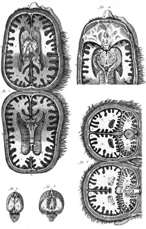 Engraved Print of Brain Cavities, circa 1760