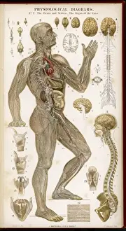 Print of the Brain, Nerves and Vocal Organ Diagram
