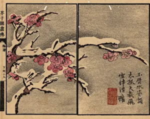Branch of plum blossom covered with snow Branch of plum blossom covered with snow