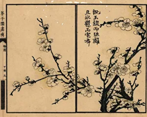 Branch of white plum blossom with calligraphy Branch of white plum blossom with calligraphy