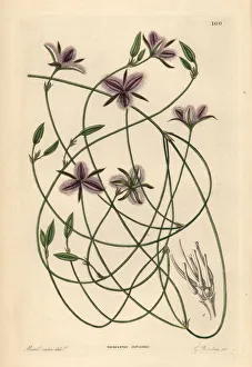 Branching fringe lily, Thysanotus dichotomus Branching fringe lily, Thysanotus dichotomus