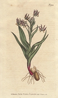 Branching melanthium, with many small lilac Branching melanthium, with many small lilac